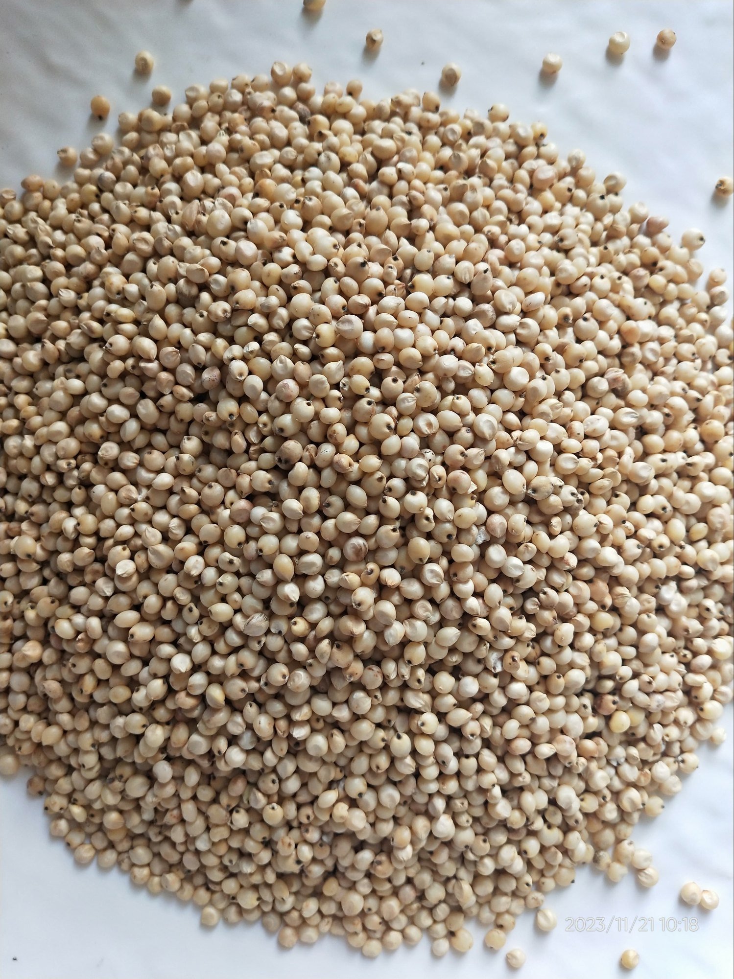 Jowar 500 Grams